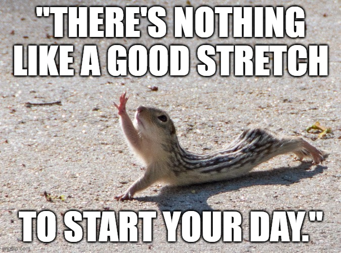 Funny squirrel pose - There's nothing like a good stretch to start your  day. - Imgflip