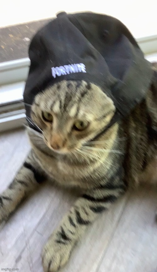 yes that says fortnite and that is my cat | image tagged in fortnite,cat | made w/ Imgflip meme maker