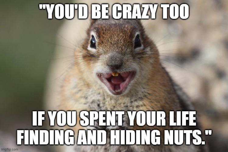 Funny squirrel meme - "You'd be crazy too if you spent your life finding and hiding nuts." | "YOU'D BE CRAZY TOO; IF YOU SPENT YOUR LIFE FINDING AND HIDING NUTS." | image tagged in humor,funny animals,funny meme,squirrel,squirrel week,humour | made w/ Imgflip meme maker