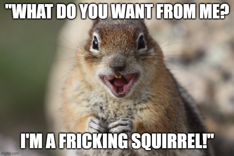 Funny squirrel meme - "What do you want from me? I'm a fricking squirrel!" | "WHAT DO YOU WANT FROM ME? I'M A FRICKING SQUIRREL!" | image tagged in humor,funny animals,funnymeme,squirrel,squirrel week,humour | made w/ Imgflip meme maker