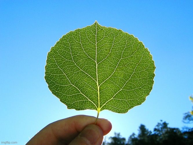 Be-leaf | image tagged in be-leaf | made w/ Imgflip meme maker