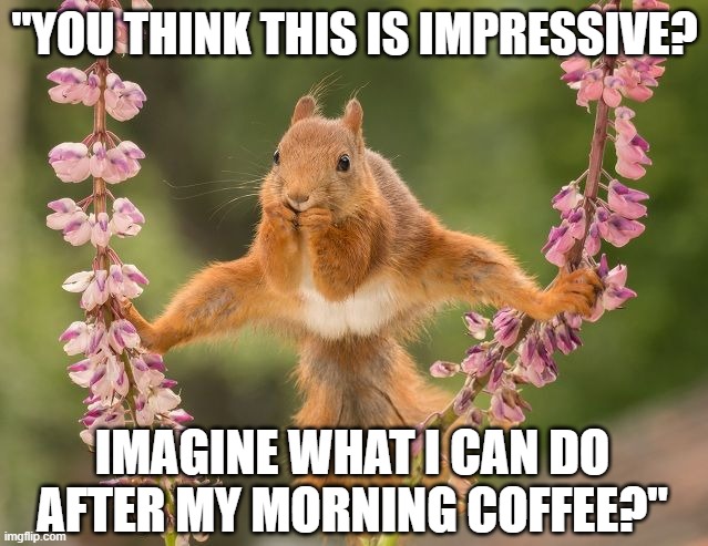 Humour - Squirrel - You think this is impressive? Imagine what I can do after my morning coffee. | "YOU THINK THIS IS IMPRESSIVE? IMAGINE WHAT I CAN DO AFTER MY MORNING COFFEE?" | image tagged in humor,funny animal meme,funny animal,squirrel,humour,coffee | made w/ Imgflip meme maker