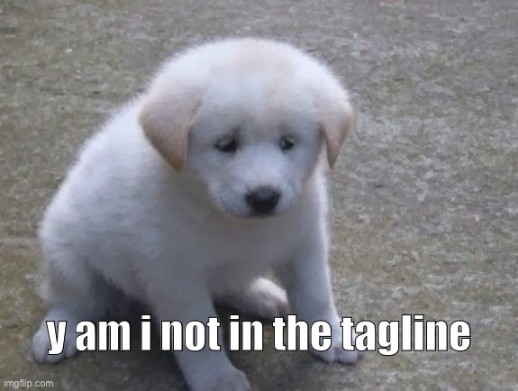 Sad, sad doggo :'( | y am i not in the tagline | image tagged in sad sad doggo ' | made w/ Imgflip meme maker