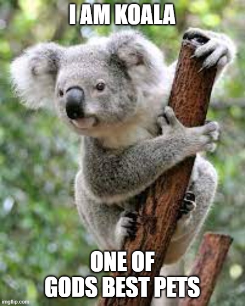 koala | I AM KOALA; ONE OF GODS BEST PETS | image tagged in cute | made w/ Imgflip meme maker