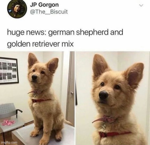 He looks like such a good boi :3 | image tagged in e | made w/ Imgflip meme maker