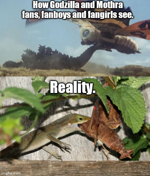Godzilla vs Mothra |  How Godzilla and Mothra fans, fanboys and fangirls see. Reality. | image tagged in godzilla,mothra,meme | made w/ Imgflip meme maker