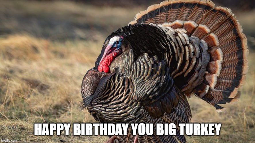 happy birthday | HAPPY BIRTHDAY YOU BIG TURKEY | image tagged in turkey | made w/ Imgflip meme maker