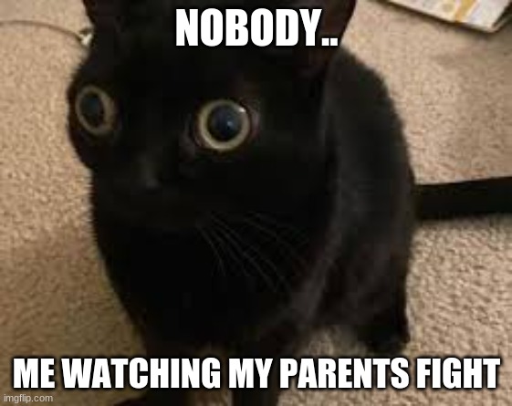 MMMMMMMMMMMM CAT | NOBODY.. ME WATCHING MY PARENTS FIGHT | image tagged in cat | made w/ Imgflip meme maker