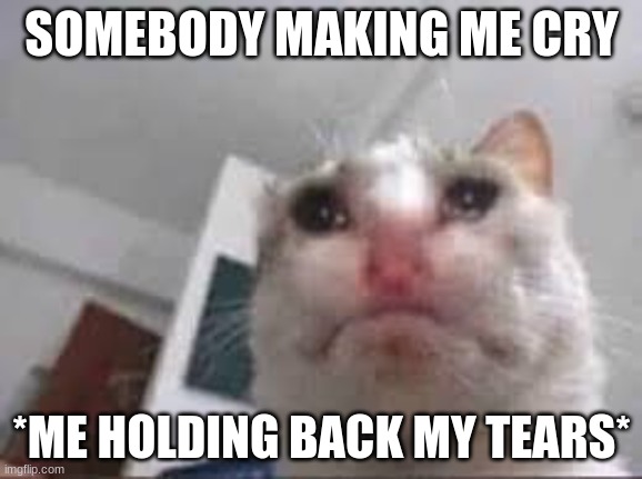 :,) | SOMEBODY MAKING ME CRY; *ME HOLDING BACK MY TEARS* | image tagged in cat,cry | made w/ Imgflip meme maker