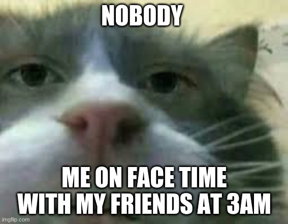 y e s | NOBODY; ME ON FACE TIME WITH MY FRIENDS AT 3AM | image tagged in cat,yes,funny memes | made w/ Imgflip meme maker