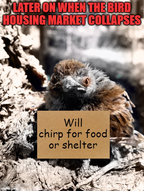 LATER ON WHEN THE BIRD HOUSING MARKET COLLAPSES Will chirp for food or shelter | made w/ Imgflip meme maker