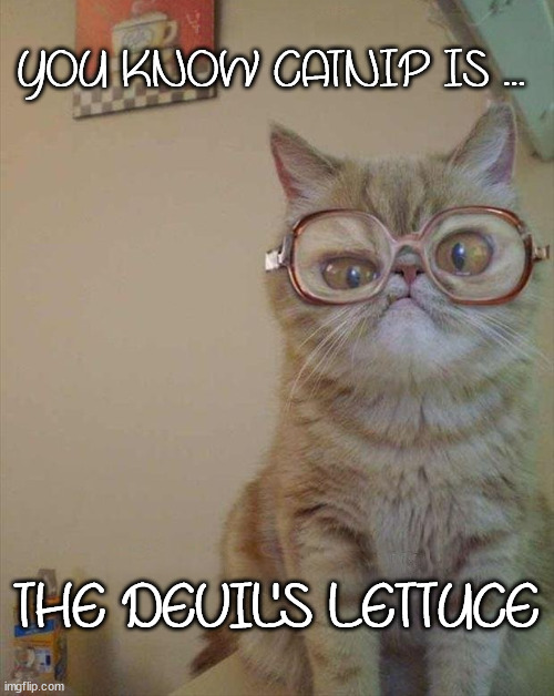 YOU KNOW CATNIP IS ... THE DEVIL'S LETTUCE | image tagged in cats | made w/ Imgflip meme maker