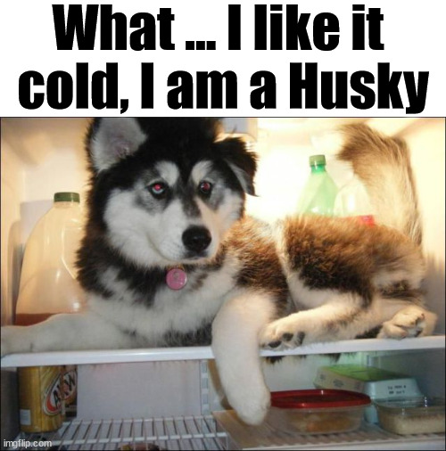 What ... I like it 
cold, I am a Husky | image tagged in dogs | made w/ Imgflip meme maker