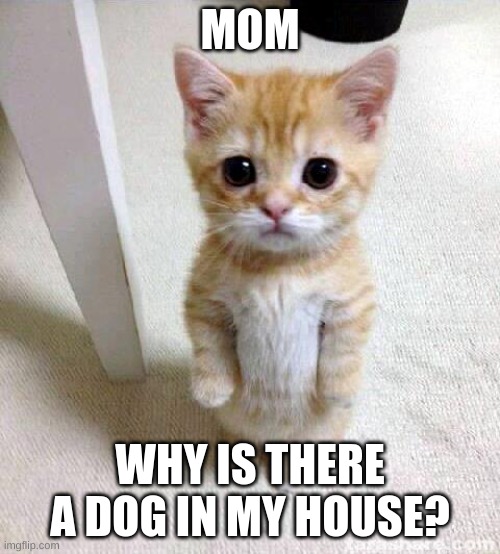 Cute Cat Meme | MOM; WHY IS THERE A DOG IN MY HOUSE? | image tagged in memes,cute cat | made w/ Imgflip meme maker