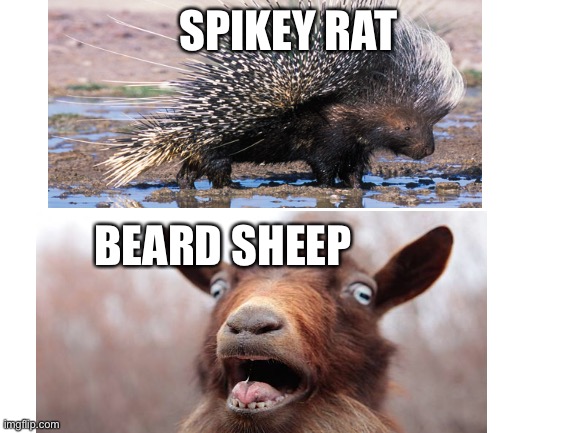 … | SPIKEY RAT; BEARD SHEEP | image tagged in image tags | made w/ Imgflip meme maker