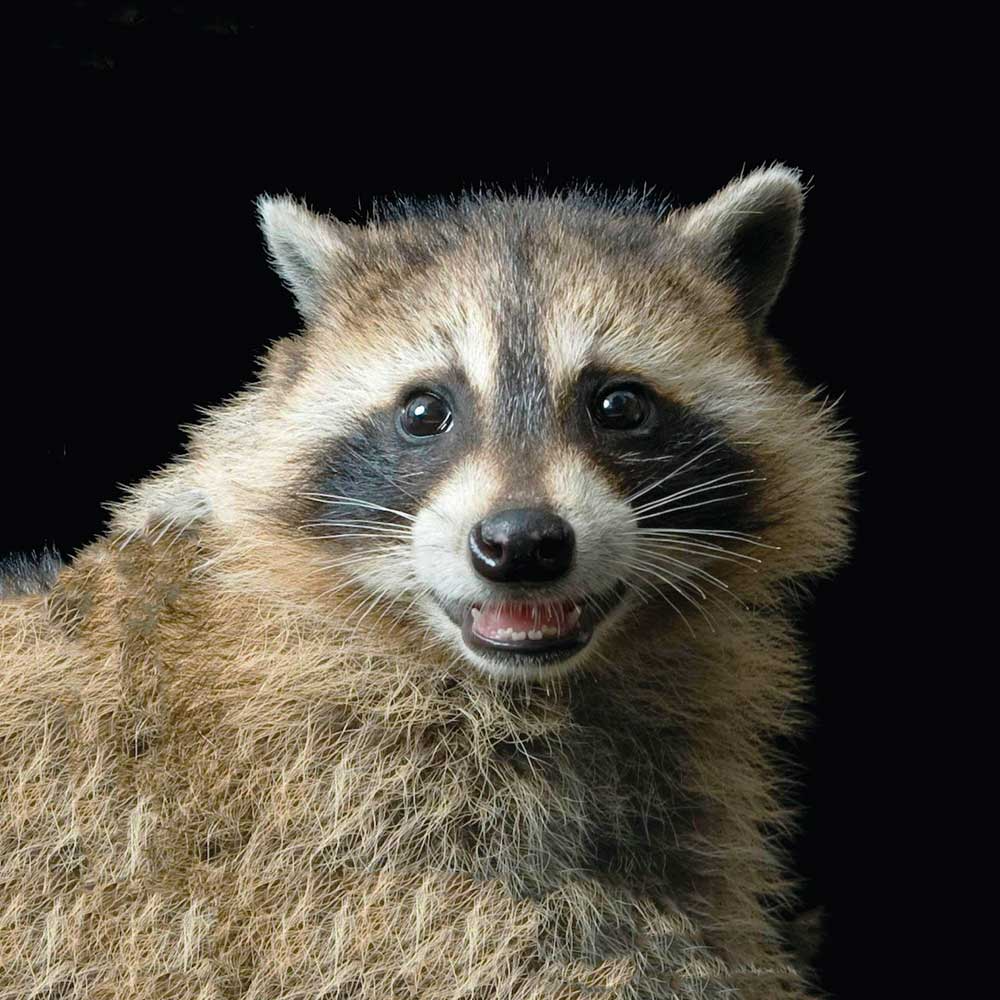 High Quality Raccoon Smile Blank Meme Template