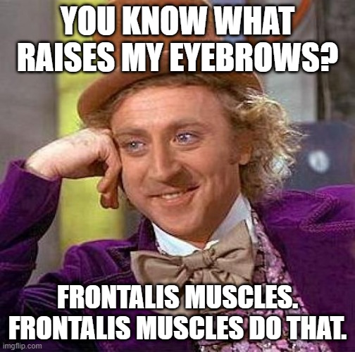 Creepy Condescending Wonka Meme | YOU KNOW WHAT RAISES MY EYEBROWS? FRONTALIS MUSCLES. FRONTALIS MUSCLES DO THAT. | image tagged in memes,creepy condescending wonka | made w/ Imgflip meme maker