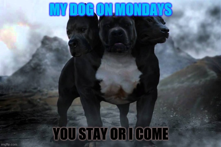 woops | MY DOG ON MONDAYS; YOU STAY OR I COME | made w/ Imgflip meme maker