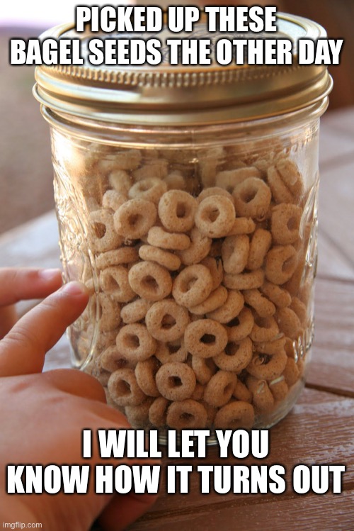 Bagel Seeds!! | PICKED UP THESE BAGEL SEEDS THE OTHER DAY; I WILL LET YOU KNOW HOW IT TURNS OUT | image tagged in funny | made w/ Imgflip meme maker