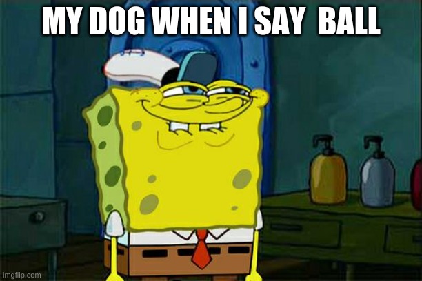 Don't You Squidward Meme | MY DOG WHEN I SAY  BALL | image tagged in memes,don't you squidward | made w/ Imgflip meme maker