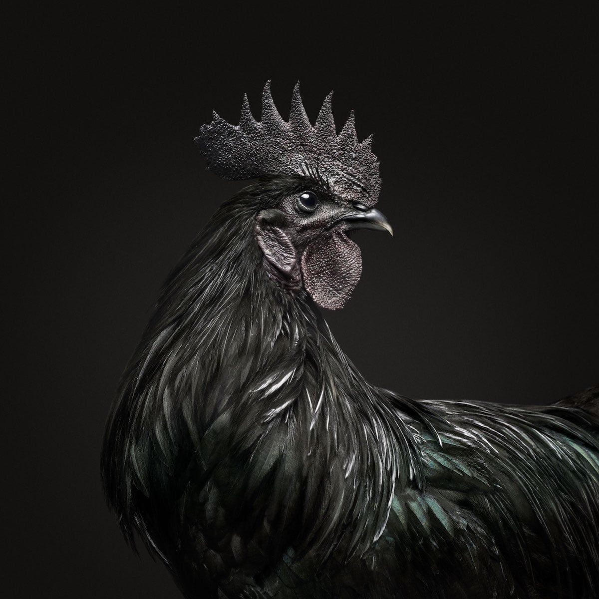 High Quality Black Rooster Blank Meme Template