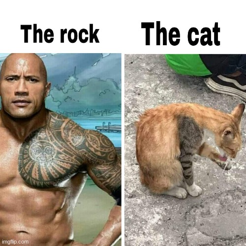 image tagged in cats,the rock | made w/ Imgflip meme maker