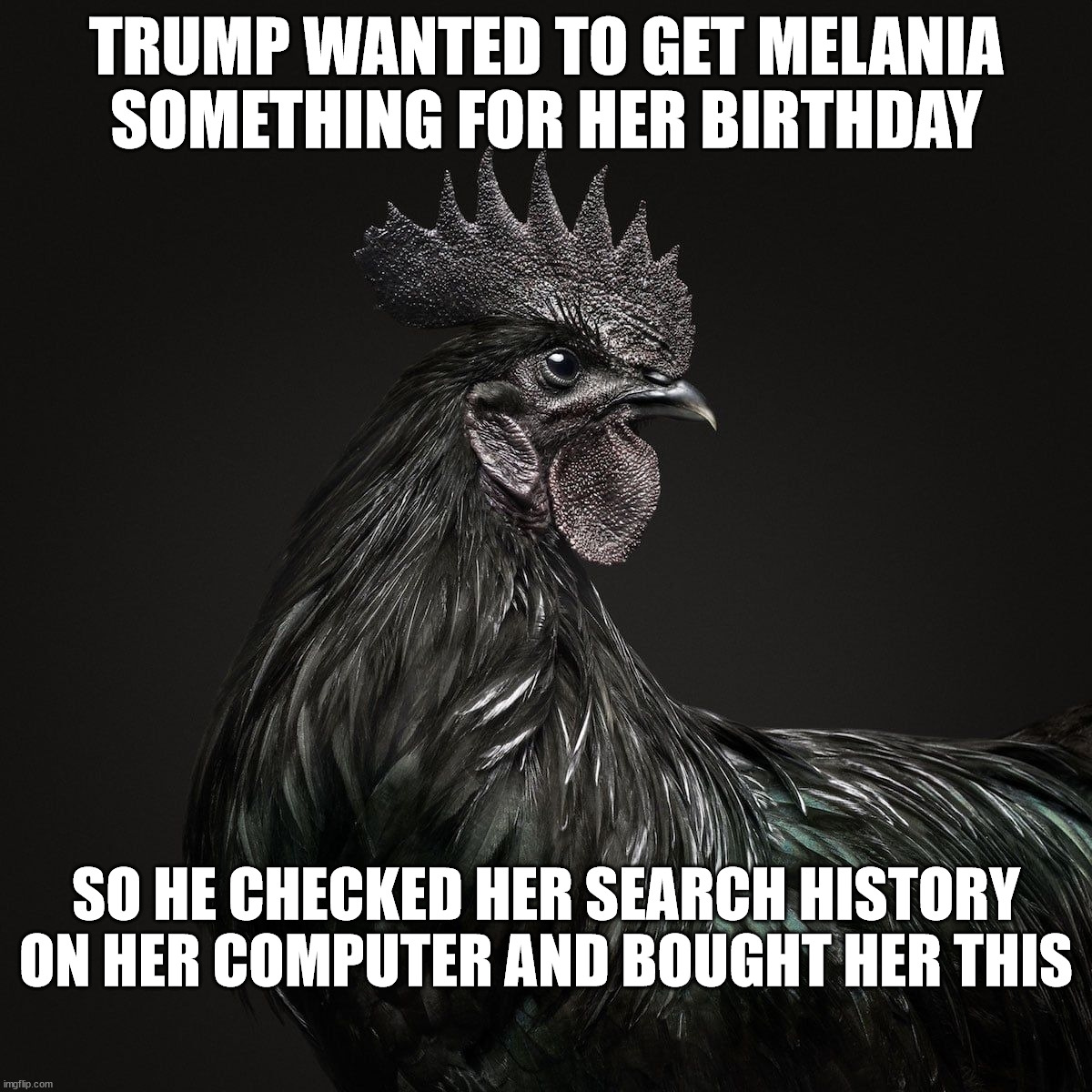 Melania Birthday Present | TRUMP WANTED TO GET MELANIA SOMETHING FOR HER BIRTHDAY; SO HE CHECKED HER SEARCH HISTORY ON HER COMPUTER AND BOUGHT HER THIS | image tagged in black rooster,melania birthday present,trump sucks | made w/ Imgflip meme maker