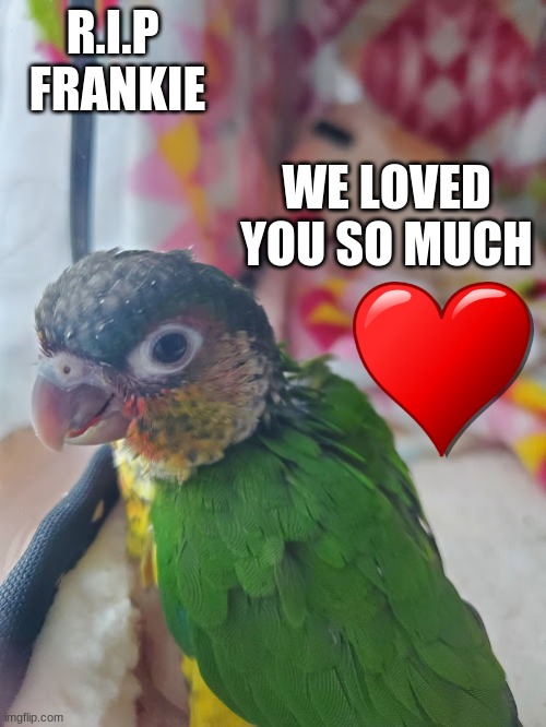R.I.P Frankie | R.I.P 
FRANKIE; WE LOVED YOU SO MUCH | image tagged in hopeful and lucky,loved,baby bird | made w/ Imgflip meme maker