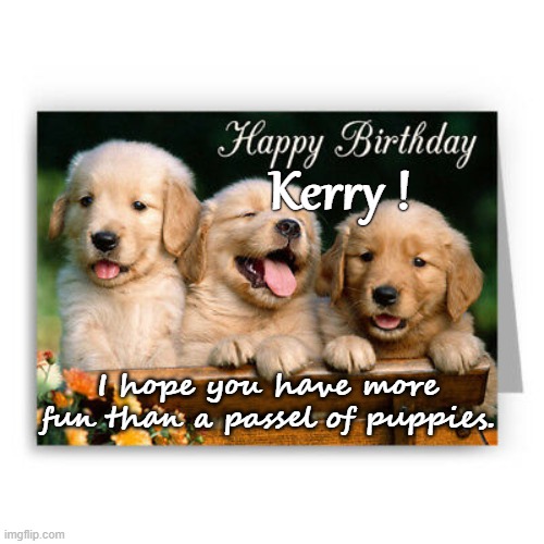 Happy Birthday Kerry | Kerry ! I hope you have more fun than a passel of puppies. | image tagged in golden retriever,puppies,happy birthday,birthday,kerry | made w/ Imgflip meme maker