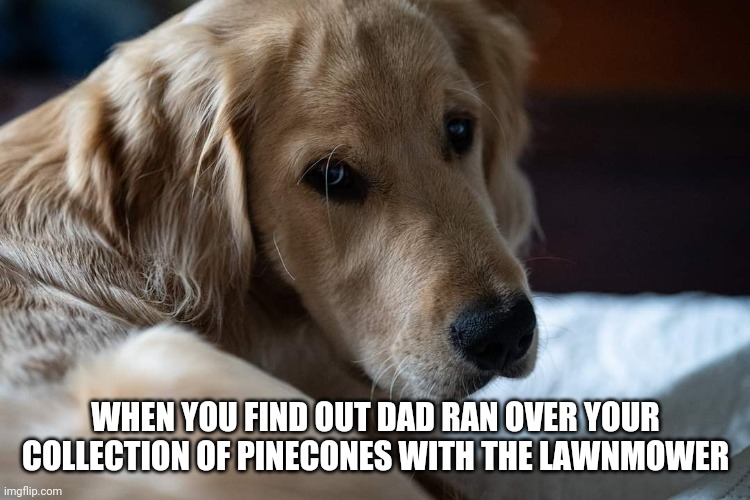 Sad golden | WHEN YOU FIND OUT DAD RAN OVER YOUR COLLECTION OF PINECONES WITH THE LAWNMOWER | image tagged in funny,golden retriever | made w/ Imgflip meme maker