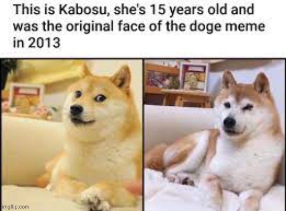 Did you already know this? | image tagged in doge | made w/ Imgflip meme maker