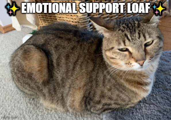Cat loaf | ✨EMOTIONAL SUPPORT LOAF✨ | image tagged in cat loaf | made w/ Imgflip meme maker
