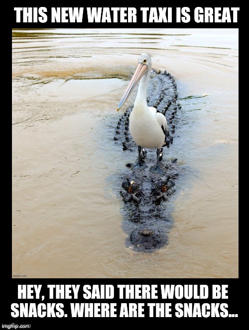 Water Taxi | THIS NEW WATER TAXI IS GREAT; HEY, THEY SAID THERE WOULD BE 
SNACKS. WHERE ARE THE SNACKS... | image tagged in pelican,alligator,taxi,funny animal memes,funny,water taxi | made w/ Imgflip meme maker