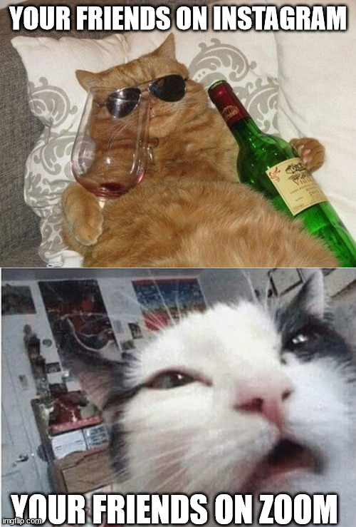 YOUR FRIENDS ON INSTAGRAM; YOUR FRIENDS ON ZOOM | image tagged in drunk cool cat,cat waking up | made w/ Imgflip meme maker