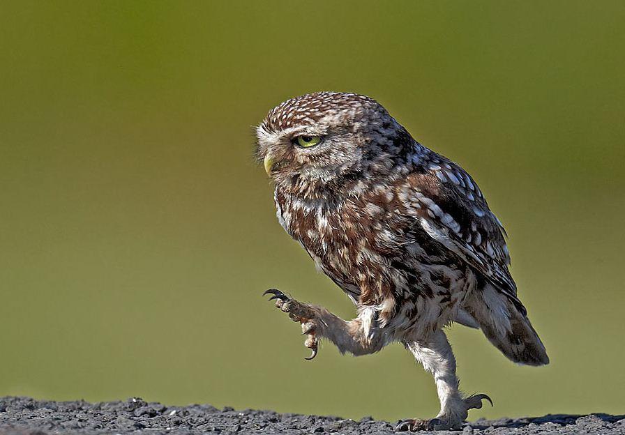 image tagged in haters,birds,nature