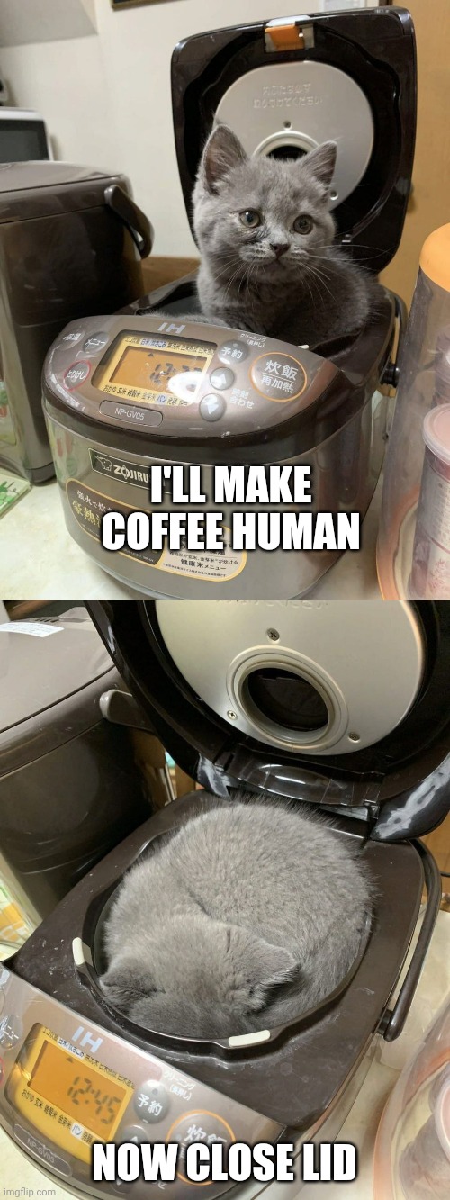 CATS WILL SLEEP ANYWHERE | I'LL MAKE COFFEE HUMAN; NOW CLOSE LID | image tagged in cats,funny cats,coffee | made w/ Imgflip meme maker