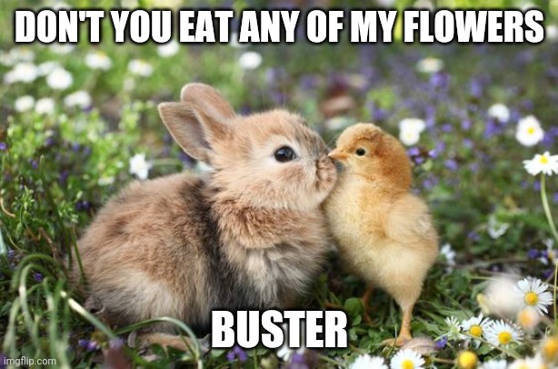 ALL UP IN BUNNIES FACE | DON'T YOU EAT ANY OF MY FLOWERS; BUSTER | image tagged in bunnies,rabbits,chicken | made w/ Imgflip meme maker
