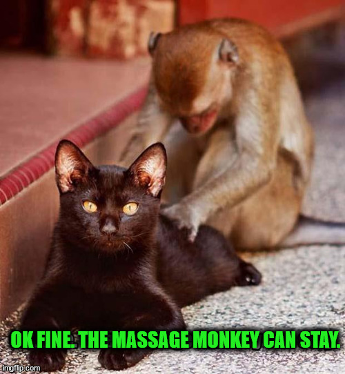 OK FINE. THE MASSAGE MONKEY CAN STAY. | image tagged in cats | made w/ Imgflip meme maker