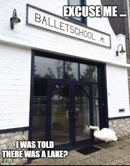 swan lake |  EXCUSE ME ... I WAS TOLD THERE WAS A LAKE? | image tagged in ballet,lake | made w/ Imgflip meme maker