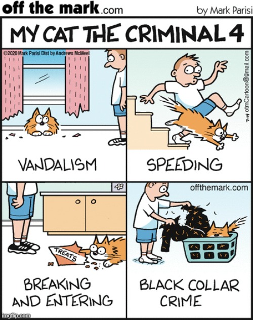 Which Is Your Cat? | image tagged in memes,comics,cats,criminal,action,if you know what i mean | made w/ Imgflip meme maker