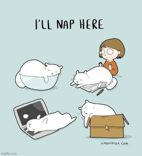 A Cat's Way Of Thinking | image tagged in memes,comics,cats,nap,position,location | made w/ Imgflip meme maker