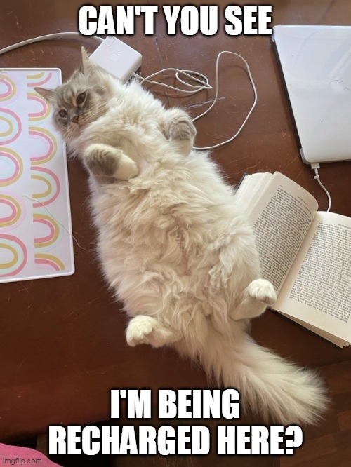 CAN'T YOU SEE; I'M BEING RECHARGED HERE? | image tagged in memes,cat,cats | made w/ Imgflip meme maker