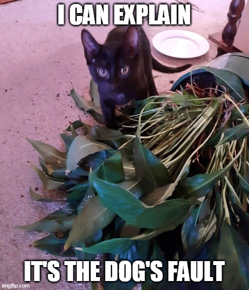 I CAN EXPLAIN; IT'S THE DOG'S FAULT | image tagged in memes,cat,cats,black cat | made w/ Imgflip meme maker