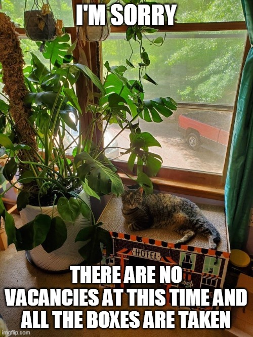 I'M SORRY; THERE ARE NO VACANCIES AT THIS TIME AND ALL THE BOXES ARE TAKEN | image tagged in memes,cat,cats,hotel | made w/ Imgflip meme maker