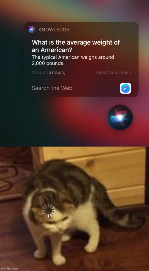 What? | image tagged in loading cat,siri,weird,memes | made w/ Imgflip meme maker