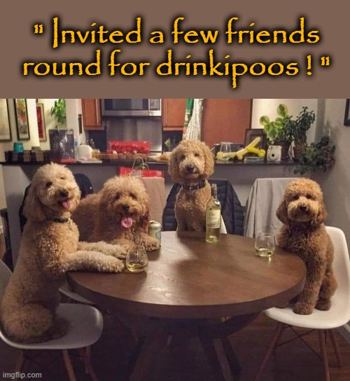 Drinkipoos ! | " Invited a few friends
round for drinkipoos ! " | image tagged in funny dogs | made w/ Imgflip meme maker