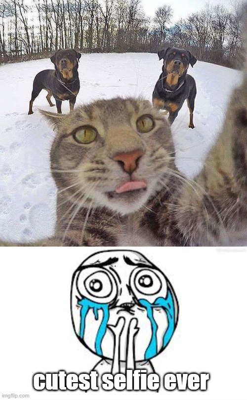 cat was taking selfie with some random dogs |  cutest selfie ever | image tagged in memes,crying because of cute | made w/ Imgflip meme maker