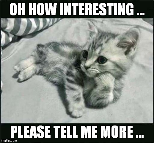 One Bored Kitten ! | OH HOW INTERESTING ... PLEASE TELL ME MORE ... | image tagged in cats,kitten,bored | made w/ Imgflip meme maker