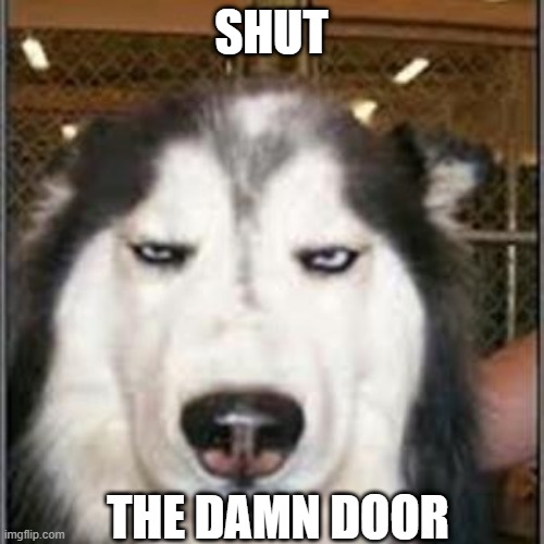 original pissed off husky | SHUT THE DAMN DOOR | image tagged in original pissed off husky | made w/ Imgflip meme maker