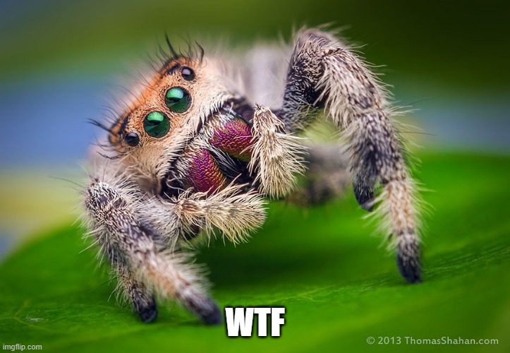 Confused spider | WTF | image tagged in wtf | made w/ Imgflip meme maker